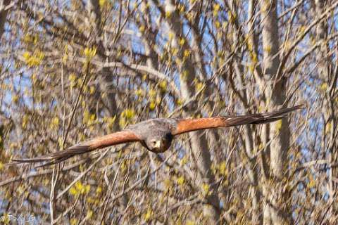 Island Falconry Services Island Falconry Services